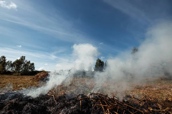 Колона диму в полі, пожежі, пожежа в природі, руйнування деревних рослин . — стокове фото