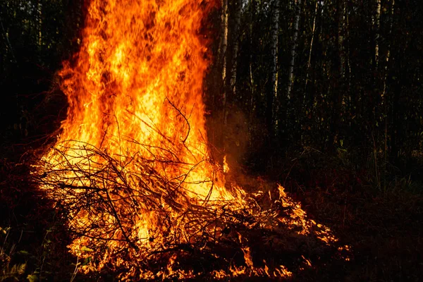 Incêndios florestais, fogo na natureza, a destruição de plantas arbóreas . — Fotografia de Stock