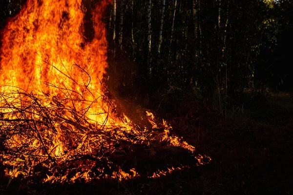 Incêndios florestais, fogo na natureza, a destruição de plantas arbóreas . — Fotografia de Stock