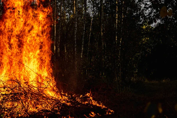 Incêndios florestais, fogo na natureza, a destruição de plantas arbóreas . — Fotografia de Stock