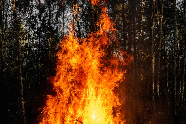 Incêndios florestais, fogo na natureza, a destruição de plantas arbóreas . — Fotografia de Stock