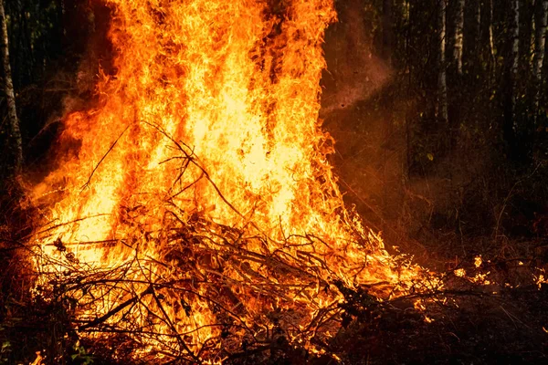 Incêndios florestais, fogo na natureza, a destruição de plantas arbóreas . — Fotografia de Stock