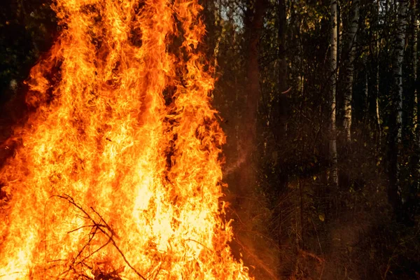 Incêndios florestais, fogo na natureza, a destruição de plantas arbóreas . — Fotografia de Stock