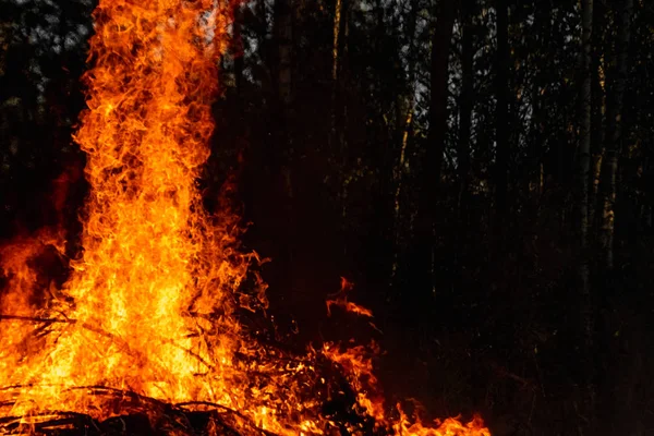 Incêndios florestais, fogo na natureza, a destruição de plantas arbóreas . — Fotografia de Stock