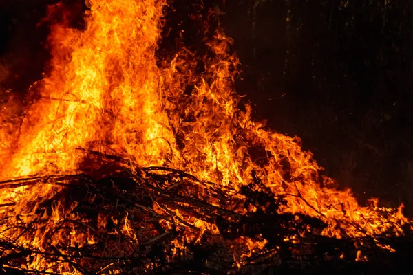 Incêndios florestais, fogo na natureza, a destruição de plantas arbóreas . — Fotografia de Stock