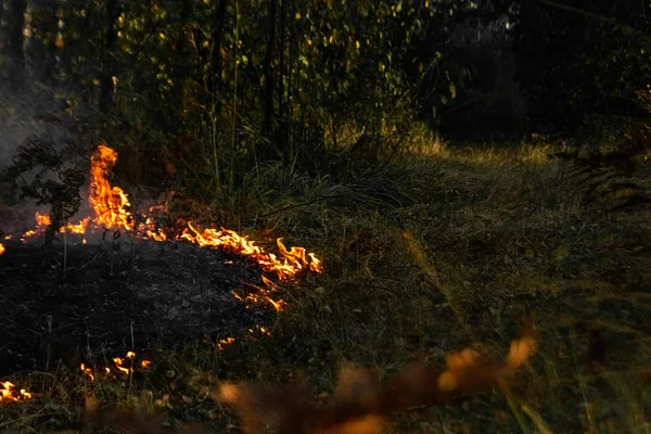 Bosbranden, brand in de natuur, vernietiging van boomplanten. — Stockfoto