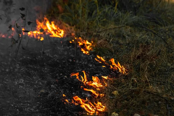 Incendios forestales, fuego en la naturaleza, destrucción de plantas arbóreas . — Foto de Stock
