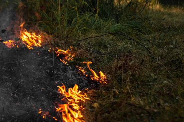 Incendios forestales, fuego en la naturaleza, destrucción de plantas arbóreas . — Foto de Stock