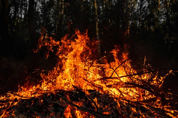 Incêndios florestais, fogo na natureza, a destruição de plantas arbóreas . — Fotografia de Stock