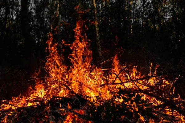 Incêndios florestais, fogo na natureza, a destruição de plantas arbóreas . — Fotografia de Stock