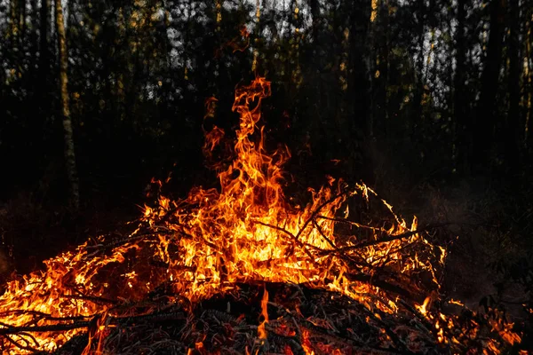 Skogsbränder, bränder i naturen, förstörelse av trädväxter. — Stockfoto