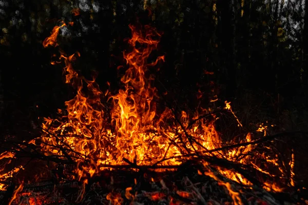 Incêndios florestais, fogo na natureza, a destruição de plantas arbóreas . — Fotografia de Stock