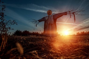 Gün batımında tarlada balkabağı kafalı korkunç bir korkuluk. Cadılar Bayramı arkaplanı, kopyalama alanı.