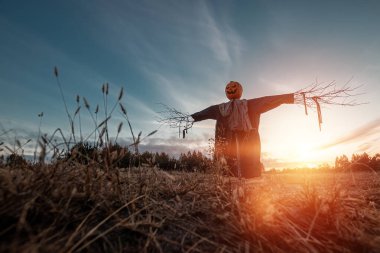 Gün batımında tarlada balkabağı kafalı korkunç bir korkuluk. Cadılar Bayramı arkaplanı, kopyalama alanı.