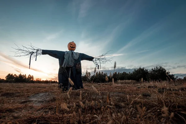 Страшное пугало с головой тыквы на Хэллоуин в поле на закате. Хэллоуин фон, пространство для копирования . — стоковое фото