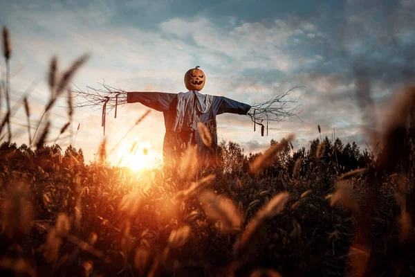 Espantalho assustador com uma cabeça de abóbora de Halloween em um campo no pôr do sol. Halloween fundo, espaço de cópia . — Fotografia de Stock