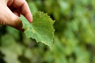 Kızın elleri yeşil bir yaprağı yakından tutuyor. İlkbahar ve ekoloji kavramının sembolü