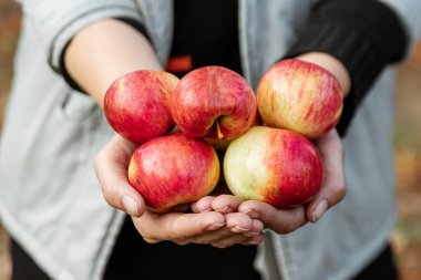 Bir çiftçinin ellerinde taze kırmızı elmalar, organik meyveler. Bahçe konsepti, kulübe, hasat.