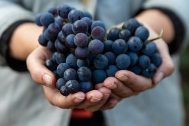 Mavi olgun üzümlü bir elin yakın çekimi. Taze mavi üzüm demetleri. Şarap yapma, şarap, sebze bahçesi, kulübe, hasat.