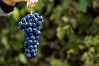 Mavi olgun üzümlü bir elin yakın çekimi. Taze mavi üzüm demetleri. Şarap yapma, şarap, sebze bahçesi, kulübe, hasat.