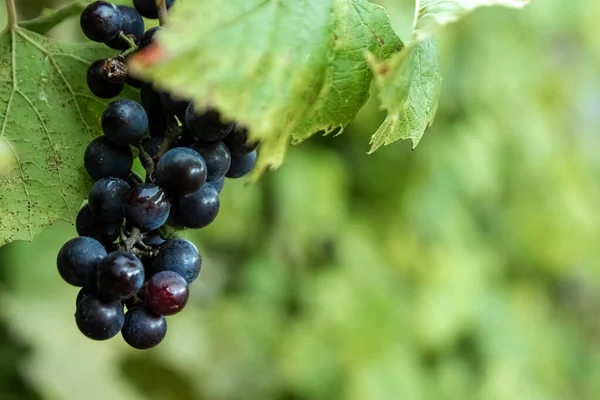 Friss kék szőlőfürtök a zöld ágakon. A koncepció a borkészítés, bor, zöldség kert, ház, betakarítás. — Stock Fotó