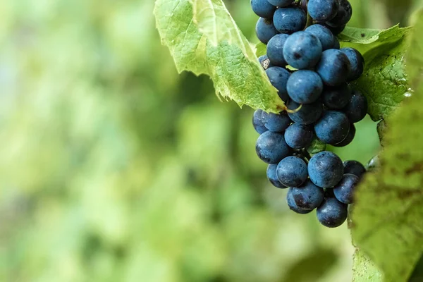 Mazzi d'uva freschi blu su rami verdi. Il concetto di vinificazione, vino, orto, cottage, raccolto . — Foto Stock