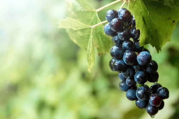 Racimos de uvas de color azul fresco en ramas verdes. El concepto de vinificación, vino, huerta, casa de campo, cosecha . — Foto de Stock