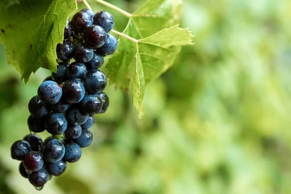 Mazzi d'uva freschi blu su rami verdi. Il concetto di vinificazione, vino, orto, cottage, raccolto . — Foto Stock