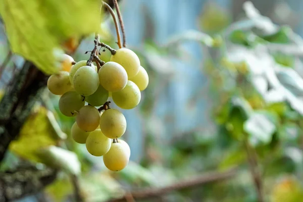 Racimos verdes frescos de uvas sobre ramas verdes. El concepto de vinificación, vino, huerta, casa de campo, cosecha . — Foto de Stock