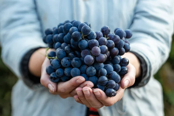 Primer plano de una mano con uvas azules maduras. racimos de uvas azul fresco. El concepto de vinificación, vino, huerta, casa de campo, cosecha. — Foto de Stock