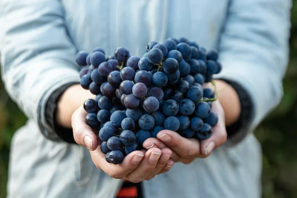 Penutup tangan dengan anggur matang berwarna biru. Biru segar bunches of grapes. Konsep pembuatan anggur, anggur, kebun sayur, pondok, panen. — Stok Foto