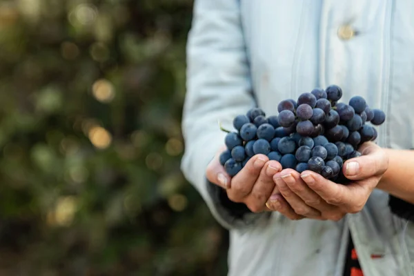 Primer plano de una mano con uvas azules maduras. racimos de uvas azul fresco. El concepto de vinificación, vino, huerta, casa de campo, cosecha. — Foto de Stock