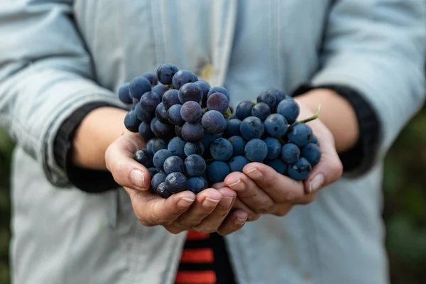 Primer plano de una mano con uvas azules maduras. racimos de uvas azul fresco. El concepto de vinificación, vino, huerta, casa de campo, cosecha. — Foto de Stock