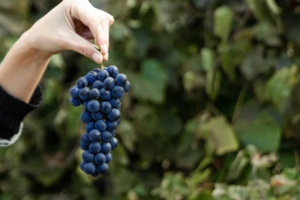 Primo piano di una mano con chicchi d'uva maturi azzurri. Grappolo d'uva fresco blu. Il concetto di vinificazione, vino, orto, cottage, raccolto. — Foto Stock