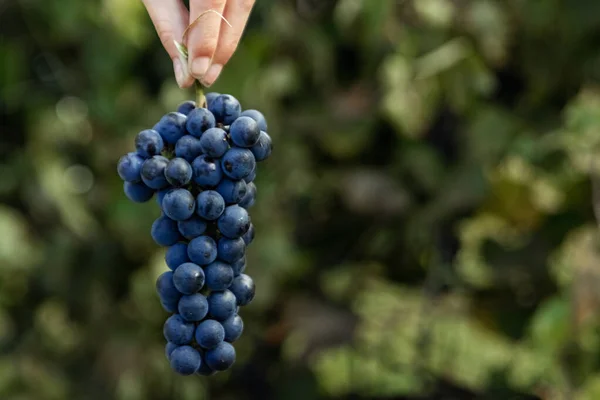 Primo piano di una mano con chicchi d'uva maturi azzurri. Grappolo d'uva fresco blu. Il concetto di vinificazione, vino, orto, cottage, raccolto. — Foto Stock