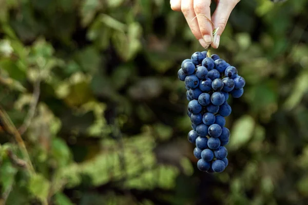 Primo piano di una mano con chicchi d'uva maturi azzurri. Grappolo d'uva fresco blu. Il concetto di vinificazione, vino, orto, cottage, raccolto. — Foto Stock