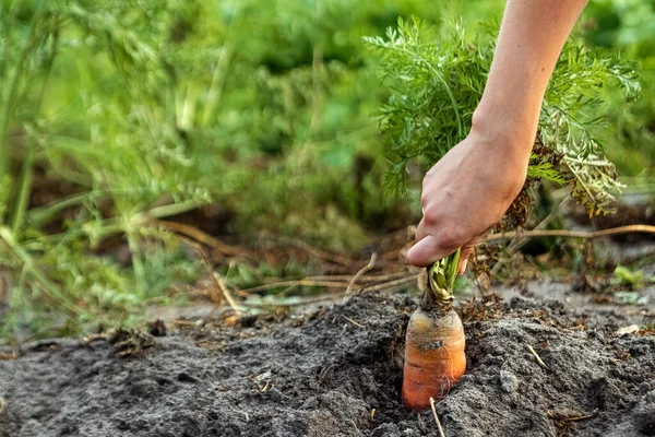Farmer\'s hand pulls fresh carrots from the ground, close-up, organic vegetables. The concept of a garden, cottage, harvest.