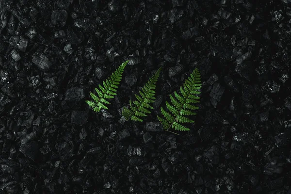 Nature concept, Frame of green twigs and leaves on a dark coal background. Environmental pollution, coal mining, clean air, clean energy source.