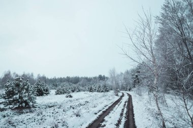 Karda Noel ağaçları olan beyaz kış manzarası, Noel arkaplanı. Seyahat, Mutlu yıllar, Mutlu Noeller.