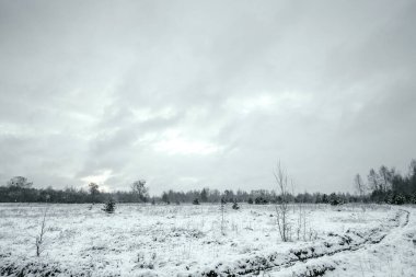 Karda Noel ağaçları olan beyaz kış manzarası, Noel arkaplanı. Seyahat, Mutlu yıllar, Mutlu Noeller.