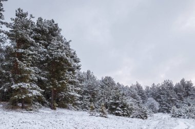 Karda Noel ağaçları olan beyaz kış manzarası, Noel arkaplanı. Seyahat, Mutlu yıllar, Mutlu Noeller.