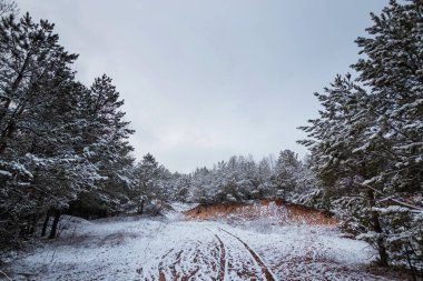 Karda Noel ağaçları olan beyaz kış manzarası, Noel arkaplanı. Seyahat, Mutlu yıllar, Mutlu Noeller.