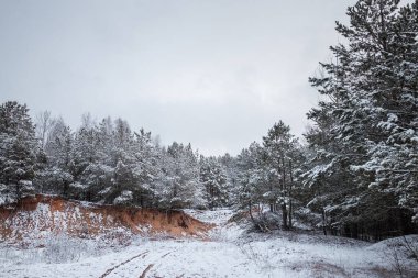 Karda Noel ağaçları olan beyaz kış manzarası, Noel arkaplanı. Seyahat, Mutlu yıllar, Mutlu Noeller.