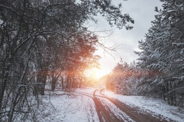 Karda Noel ağaçları olan beyaz kış manzarası, Noel arkaplanı. Seyahat, Mutlu yıllar, Mutlu Noeller.
