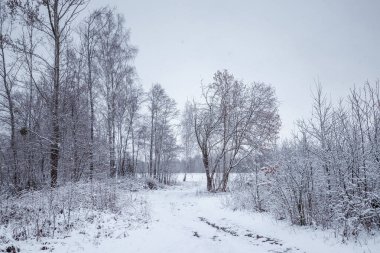 Karda Noel ağaçları olan beyaz kış manzarası, Noel arkaplanı. Seyahat, Mutlu yıllar, Mutlu Noeller.