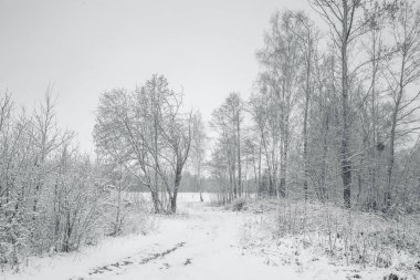 Karda Noel ağaçları olan beyaz kış manzarası, Noel arkaplanı. Seyahat, Mutlu yıllar, Mutlu Noeller.