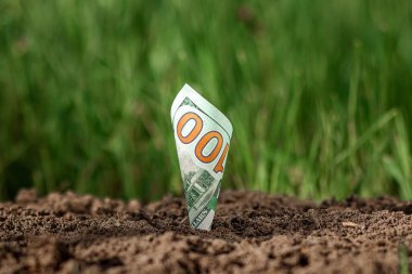 Amerikan dolarları bir yeşillik zeminine karşı bitki gibi büyür. Yatırım konsepti, pasif gelir, faiz, hisse senedi, kar payı. Boşluğu kopyala