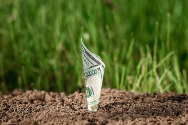 Amerikan dolarları bir yeşillik zeminine karşı bitki gibi büyür. Yatırım konsepti, pasif gelir, faiz, hisse senedi, kar payı. Boşluğu kopyala