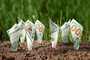 Amerikan dolarları bir yeşillik zeminine karşı bitki gibi büyür. Yatırım konsepti, pasif gelir, faiz, hisse senedi, kar payı. Boşluğu kopyala