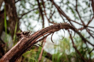 Bitki arka planında ağaç kökleri.